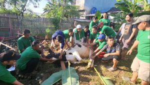 SMSI Bekasi kurban 2 ekor sapi (Lintasbatas.id)