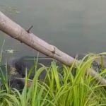 Mayat Tanpa Identitas Diketemukan Warga Di Irigasi