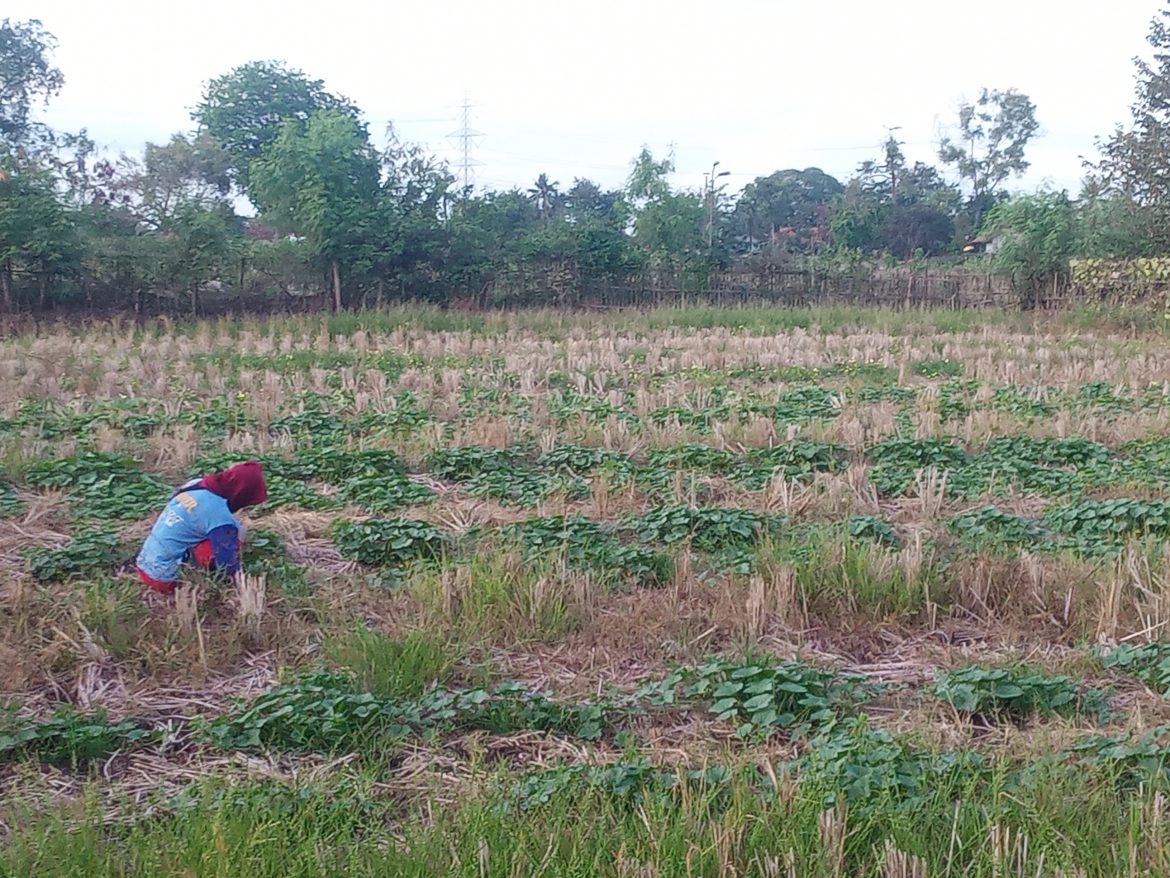 Tanam Buah Dan Palawija Di Kala Musim Kemarau