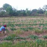 Tanam Buah Dan Palawija Di Kala Musim Kemarau