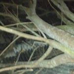 Pohon tua tumbang timpa rumah warga. (Lintasbatas.news)