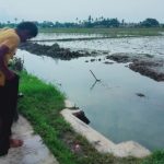 Petani keluhkan sulit dapat pupuk Subsidi. (Lintasbatas.news)