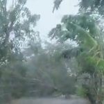 Di hantam Hujan Yang Disertai Angin Kencang, Dua Pohon Angsana Tumbang Ke Jalan