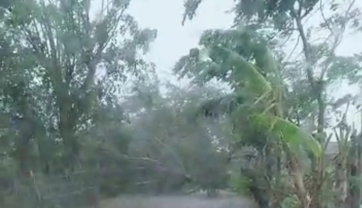 Di hantam Hujan Yang Disertai Angin Kencang, Dua Pohon Angsana Tumbang Ke Jalan