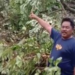 Rumah Aparat Desa Hancur Tertimpa Pohon