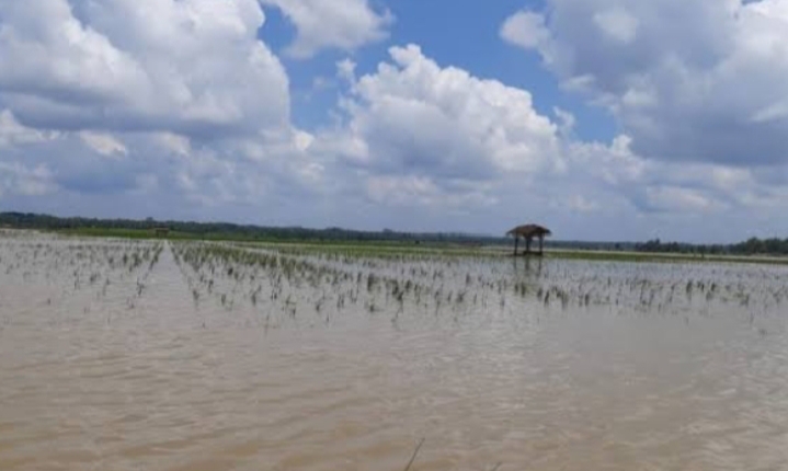 Sawah yang terdampak bencana banjir di Kabupaten Karawang, dalam beberapa hari terakhir. (Lintasbatas.news)