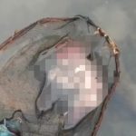 Mayat Bayi Diketemukan Terapung Di Irigasi