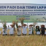 Memasuki Tahun Politik 2024 Wamen Pertanian Pastikan Harga Gabah Tetap Stabil