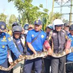 Ular Sanca Pasar Proklamasi Rengasdengklok Ditangkap Petugas Damkar