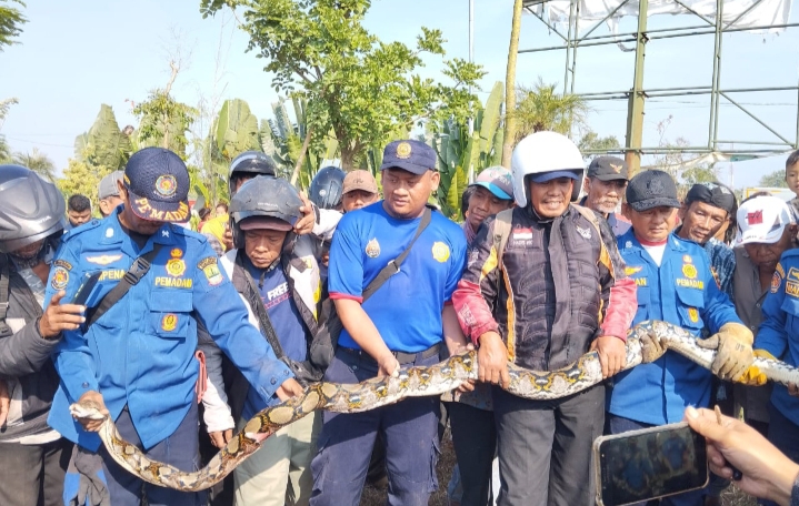 Ular Sanca Pasar Proklamasi Rengasdengklok Ditangkap Petugas Damkar