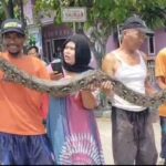 Warga Desa Sindangsari dihebohkan Adanya Penemuan Ular Sanca