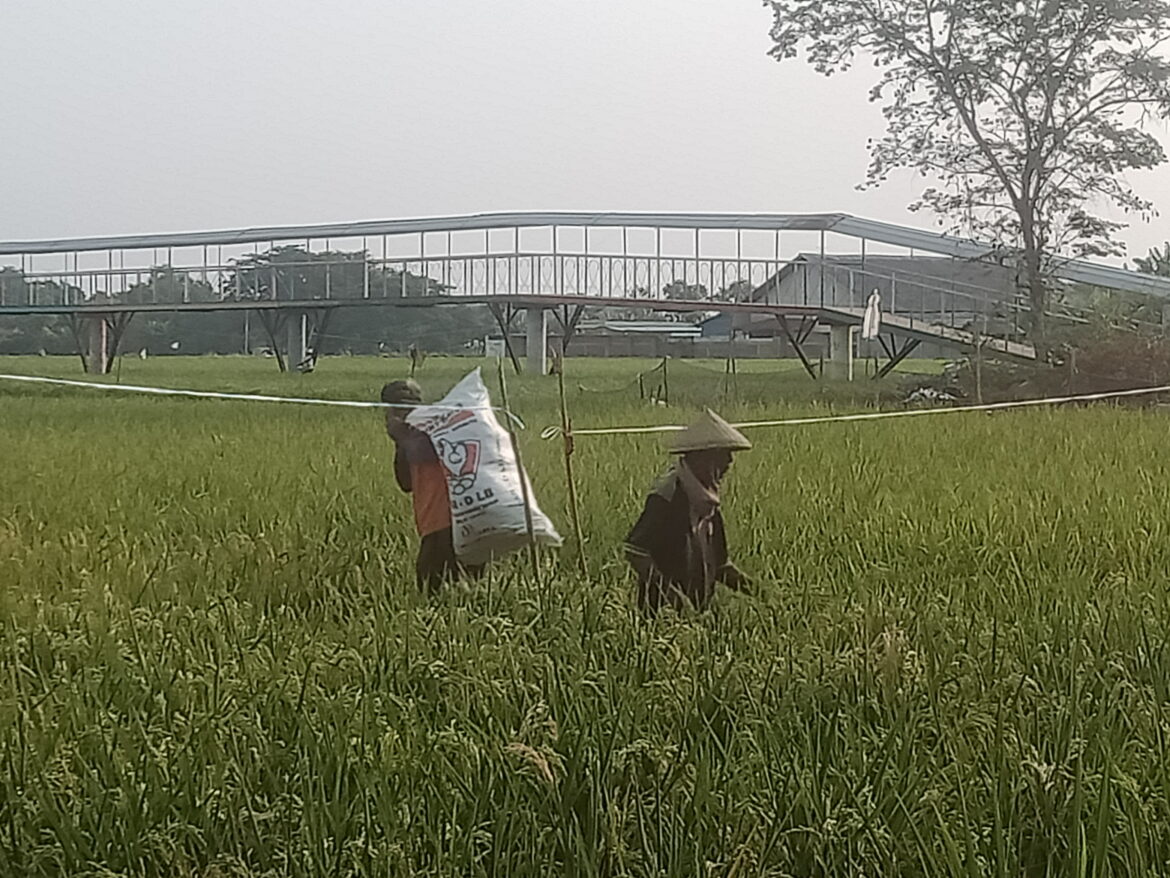 Padi Masih Hijau Di Panen