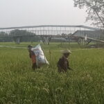 Padi Masih Hijau Di Panen