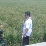 Sekitar 250 Hektare Tanaman Padi Dipastikan Gagal Panen