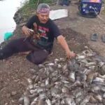 Ribuan Ekor Tikus Berhasil Dimusnahkan